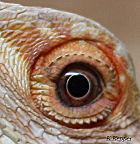 Bartagamen-Auge